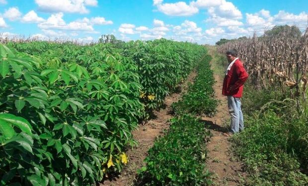 Quiénes son los "paiperos", los productores que nombró Fernández en Formosa