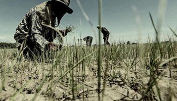 Un país apostó por una agricultura libre de agroquímicos y ahora padece un derrumbe productivo