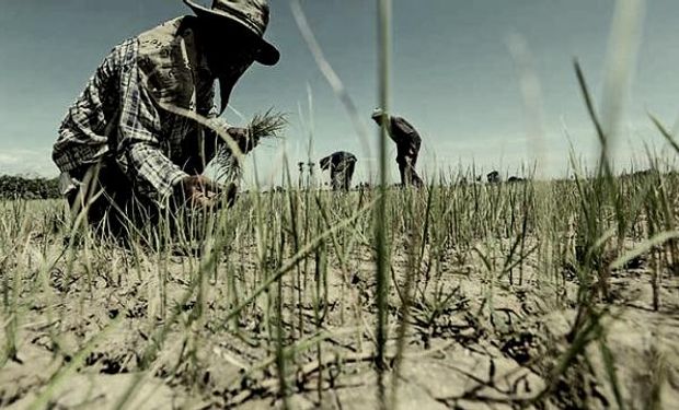 Un país apostó por una agricultura libre de agroquímicos y ahora padece un derrumbe productivo