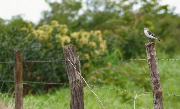 Reclamo de inmobiliarias rurales por “cepo” a tierras