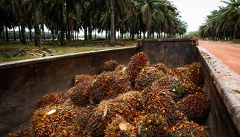 Agropalma investirá R$ 25 milhões para produzir 2 milhões de mudas clonais de palma até 2026