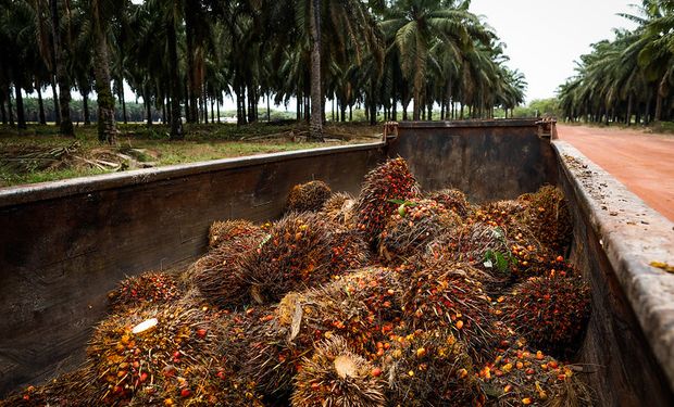 Agropalma investirá R$ 25 milhões para produzir 2 milhões de mudas clonais de palma até 2026