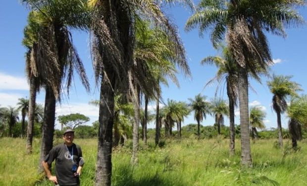 Proponen hacer biocombustibles para aviones con una palmera nativa