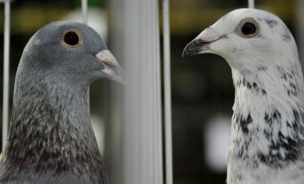 Carreras de palomas, el deporte que gana fanáticos: pueden viajar de Misiones a Buenos Aires en un día