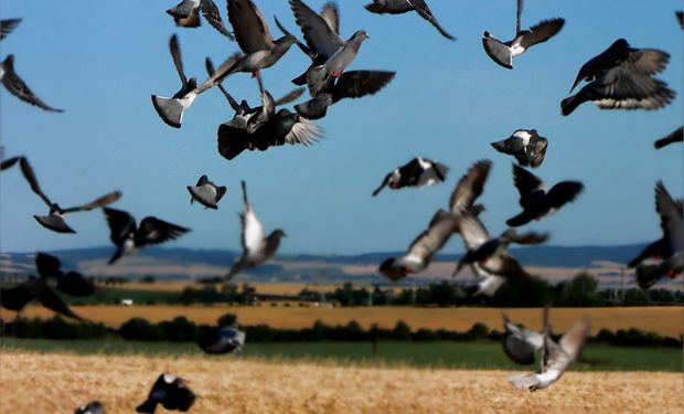 Una medida eficiente es acortar el período de exposición del cultivo a las palomas mediante una cosecha anticipada.