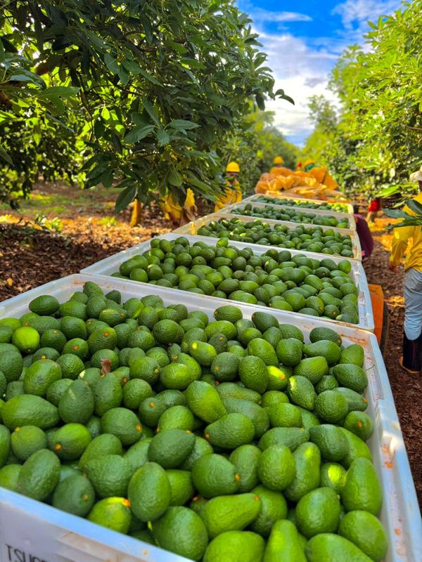 paltas de brasil