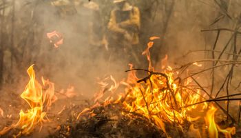 Pantanal é o bioma mais atingido pelo aumento da temperatura no Brasil, aponta MapBiomas