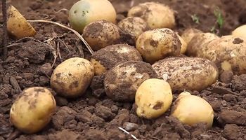 Una nueva variedad de papa semi tardía se registró en el Instituto de Semillas