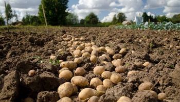 Productores aseguran que no hay desabastecimiento de papas y la cosecha está normalizada