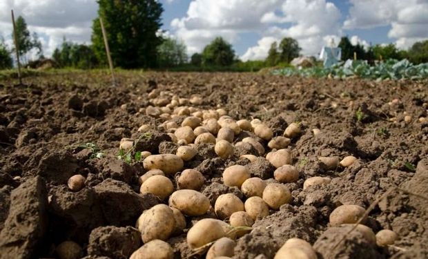 Productores aseguran que no hay desabastecimiento de papas y la cosecha está normalizada