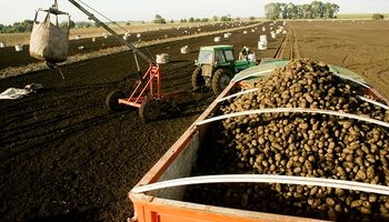Productores en alerta por la importación de papa desde Brasil