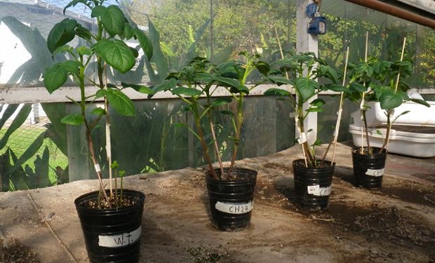 Plantas de papa utilizadas para la investigación del Conicet y UBA.