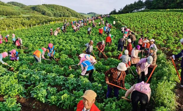 China, que es el principal productor mundial de papa, tiene un promedio de 17 toneladas por hectárea.