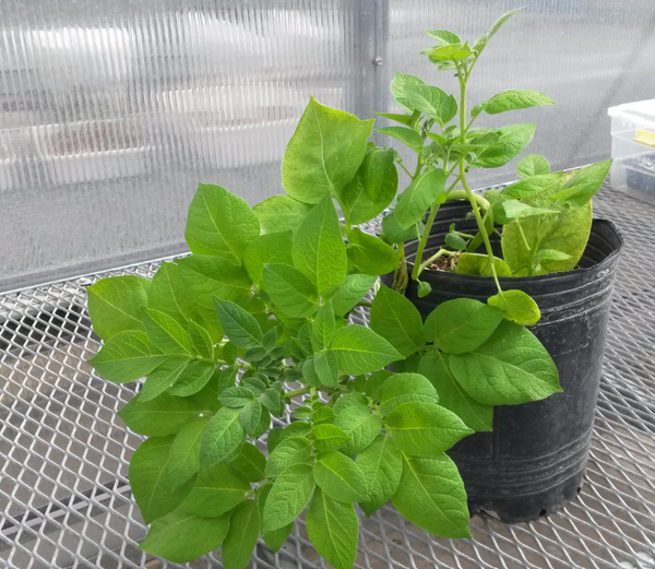 papa semilla