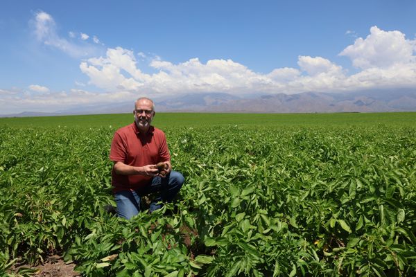 papas cultivo