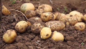 Paso a paso, cómo se produce la papa, el cultivo del futuro