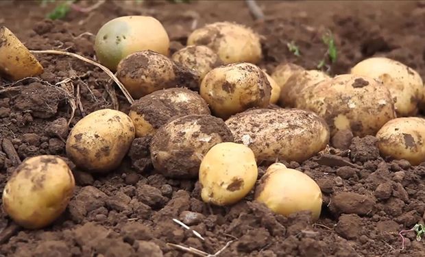 Paso a paso, cómo se produce la papa, el cultivo del futuro