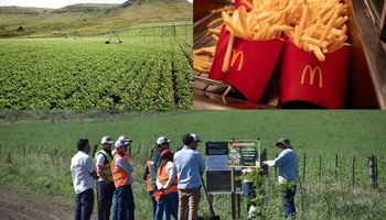 El top de establecimientos agropecuarios argentinos que mejor producen las papas del McDonald’s: el testimonio de productores