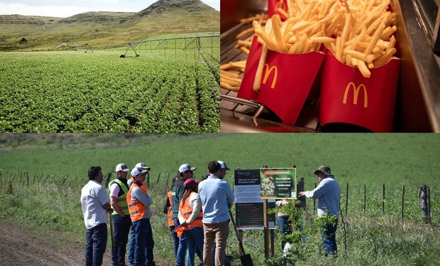 El top de establecimientos agropecuarios argentinos que mejor producen las papas del McDonald’s: el testimonio de productores