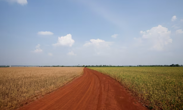 Crecen cerca de la Argentina: cómo son los impuestos al campo en el país que se volvió furor para los inversores, sobre todo del agro