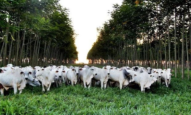 Paraná elabora Plano de Ação para reduzir emissões de carbono