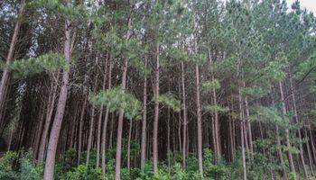 Conheça as dez principais cidades da silvicultura no Brasil