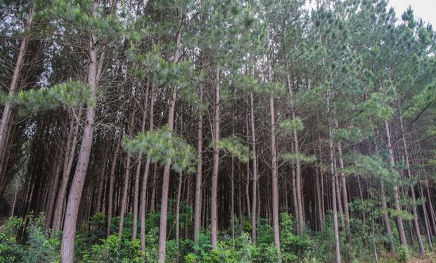 O estado do Paraná vem em segundo em valor de produção de florestas plantadas, R$ 4,8 bilhões