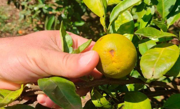 Estados reagem ao greening: Paraná em emergência, Goiás contém focos e RS reforça barreiras