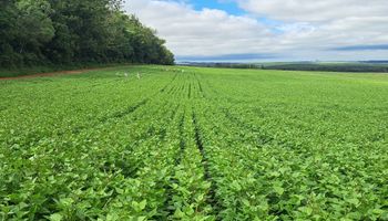 Paraná bate recorde e confirma liderança na produção nacional de feijão: 865 mil toneladas