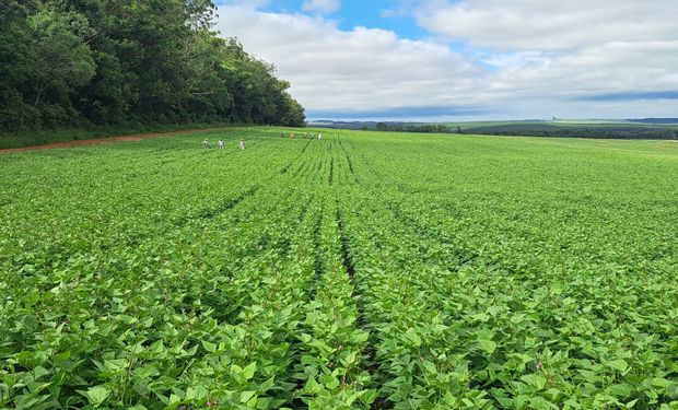 Paraná bate recorde e confirma liderança na produção nacional de feijão: 865 mil toneladas