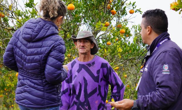 Paraná prorroga emergência fitossanitária e intensifica Operação Big Citros contra o greening