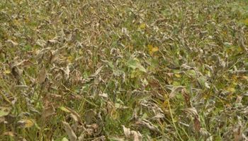 Alerta en soja por el uso de paraquat como desecante: en Uruguay van a rastrear a los agrónomos que hagan la receta para aplicarlo
