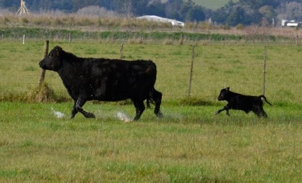 Ante los anegamientos causados por el exceso hídrico, resulta “fundamental” un manejo especializado del rodeo próximo a parir a fin de minimizar las pérdidas.