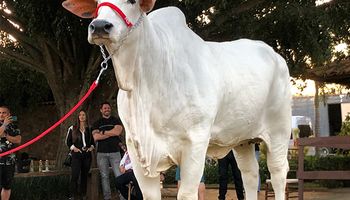 Mesmo morta, vaca ícone tem pacote genético avaliado em R$ 27 milhões