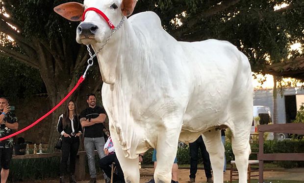Mesmo morta, vaca ícone tem pacote genético avaliado em R$ 27 milhões