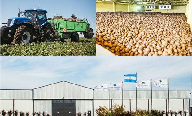 La empresa argentina que se convertirá en pionera mundial al producir papas con huella de carbono certificada