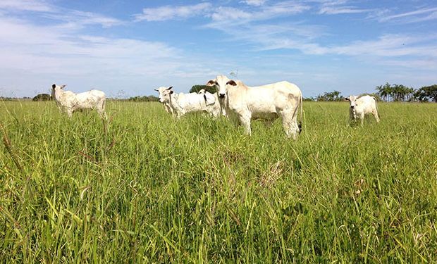 Amazônia tem 9% do PIB brasileiro e 50% das emissões de gases de efeito estufa. (foto - divulgação)