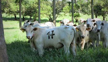 Árvores no pasto melhoram desempenho de bovinos de corte