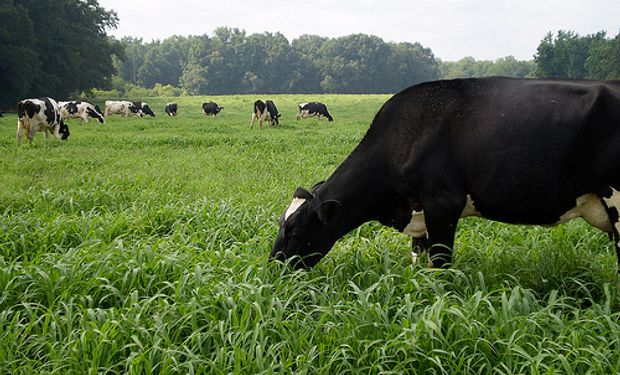 Muchos lotes de festuca, cebadilla y raigrás anual sembrados en el norte de Buenos Aires y Entre Ríos registraron rindes 20% a 50% inferiores a los esperados.