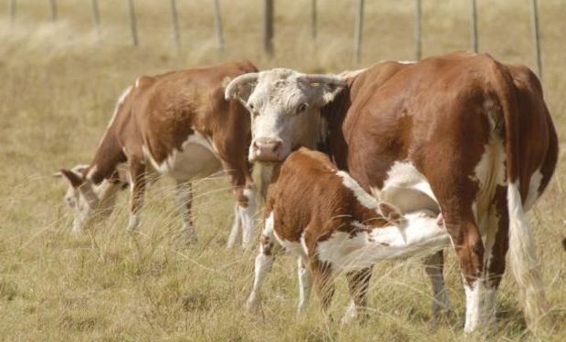 Uruguay: la abundancia de pasto no incidió