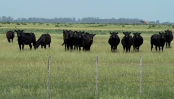 Pastoreo adaptativo en pastizales naturales puede elevar 100% la producción de carne