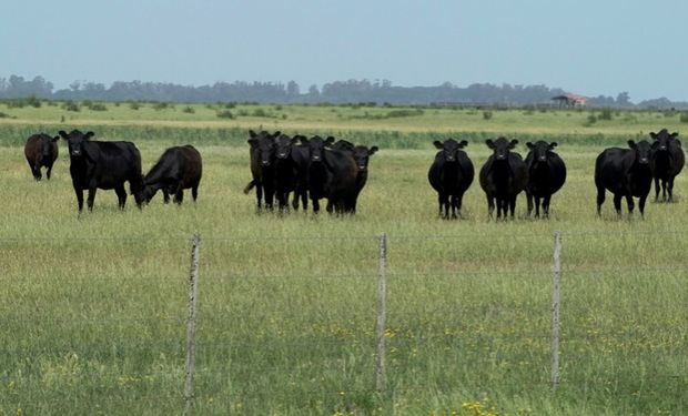 Campos de la Depresión del Salado ayudan a enfriar el planeta.