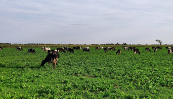 Respuesta de un agrónomo a Cabandié por la emisión de gases de la ganadería