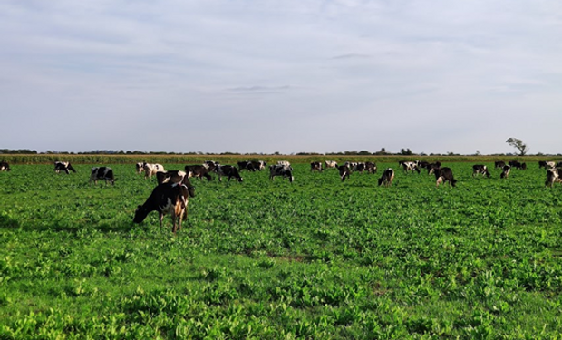 Respuesta de un agrónomo a Cabandié por la emisión de gases de la ganadería