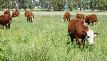 Pasturas: claves para una implantación exitosa