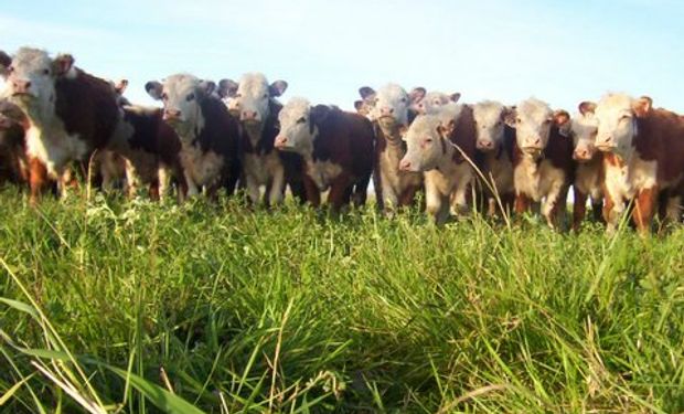 Campos que no tienen techo de producción gracias a las pasturas de gatton panic