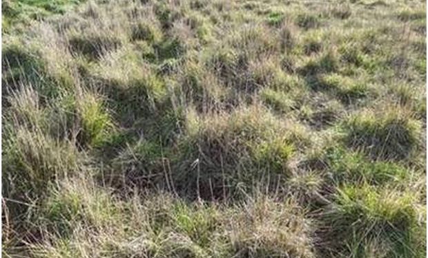 Variedades de agropiro para suelos bajos salinos de la Cuenca del Salado