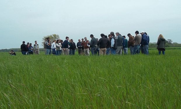 Recomendaciones para sembrar pasturas y “no enloquecer en el intento”