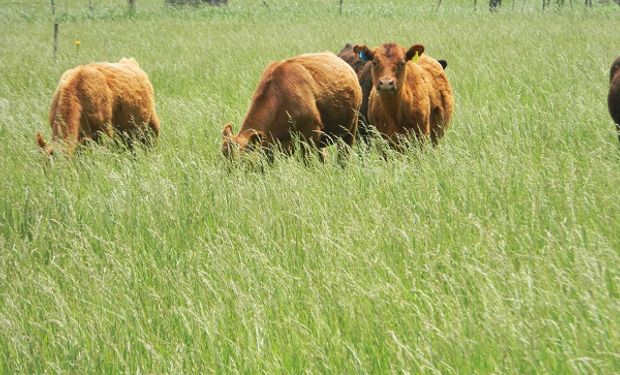 Carne argentina, carne sustentable: 45 científicos elaboraron un estudio inédito en la historia de nuestro país