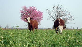 Fertilización de pasturas y modelos integrados de recomendación